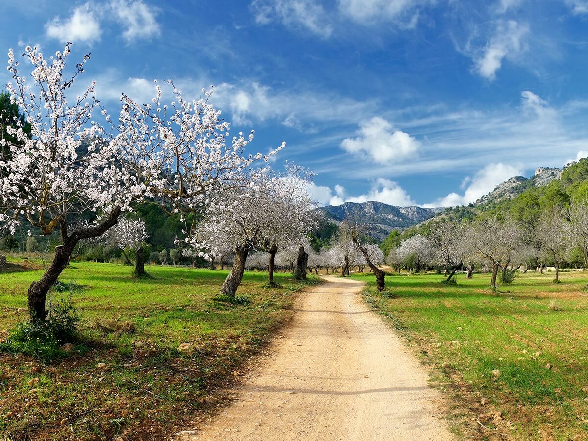 Idyllische Frühlingslandschaft mit blühenden Mandelbäumen, grünem Gras, einem Feldweg und Bergen unter blauem Himmel.