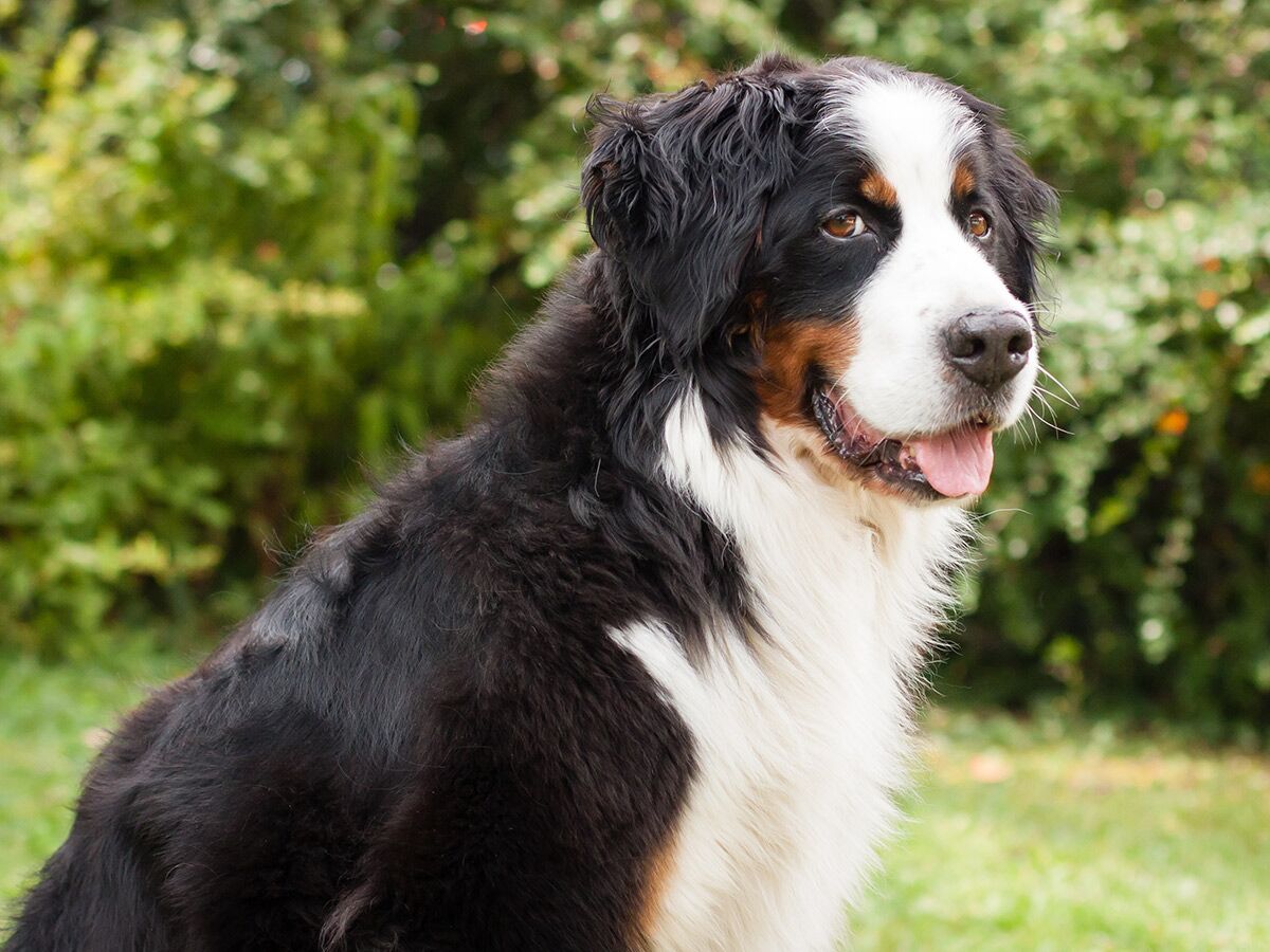 Porträt eines freundlichen Berner Sennenhunds mit dreifarbigem Fell und heraushängender Zunge vor grünem Hintergrund.