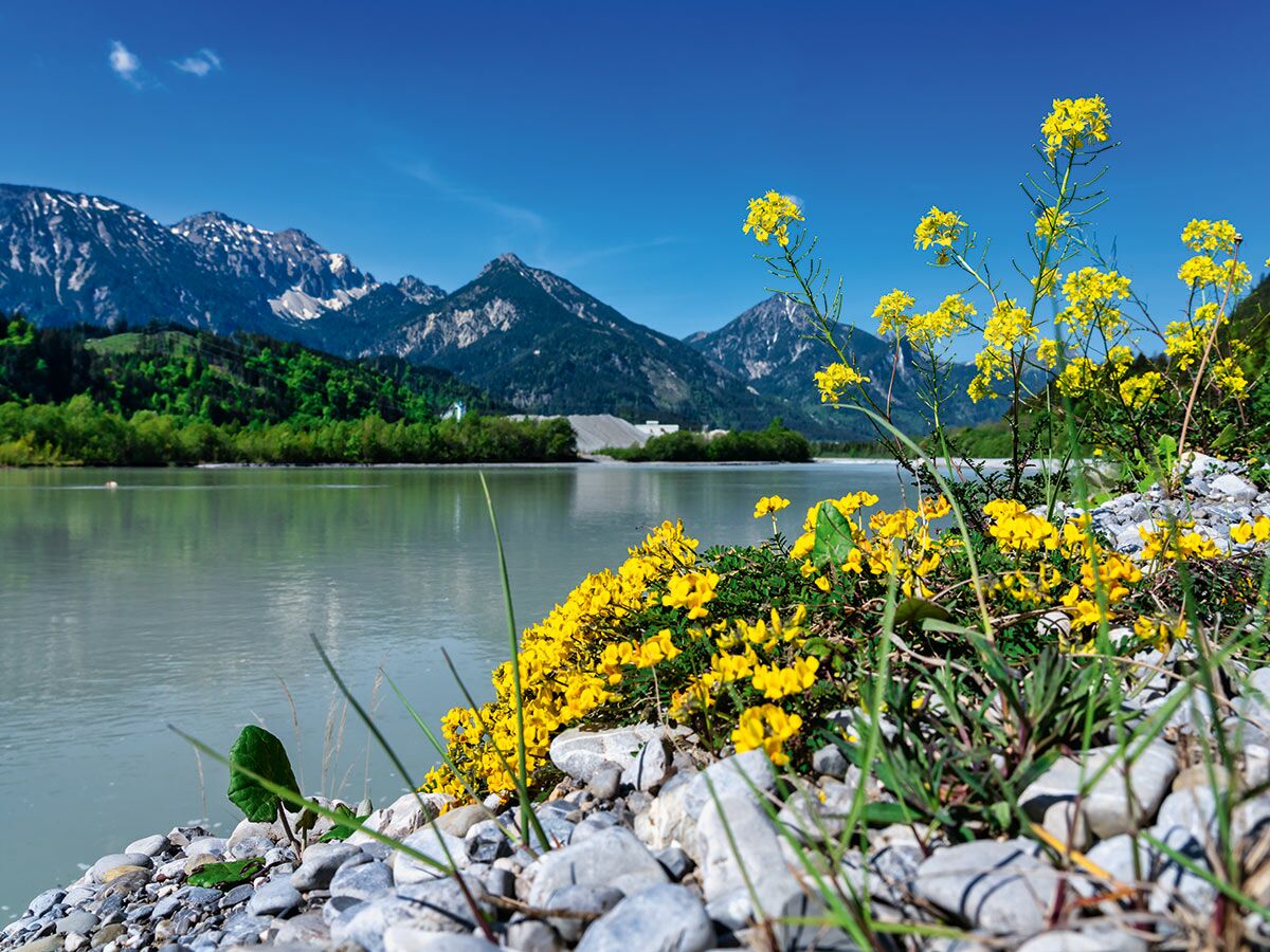 Panoramablick auf eine Alpenlandschaft mit einem Fluss, schneebedeckten Bergen im Hintergrund und leuchtend gelben Frühlingsblumen im Vordergrund an einem sonnigen Tag.