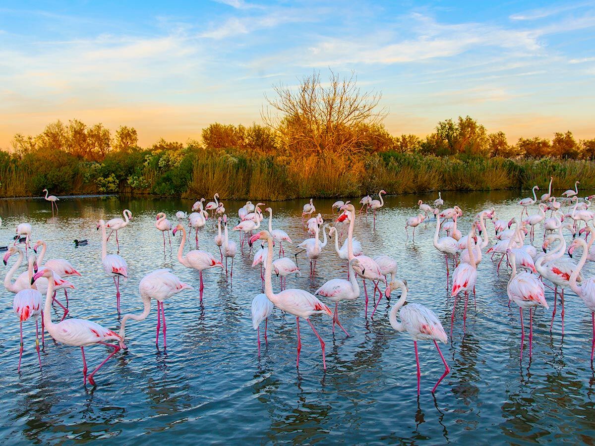 Rosa Flamingos waten in einem flachen Teich mit üppiger Vegetation und einem farbenfrohen Himmel bei Sonnenuntergang.