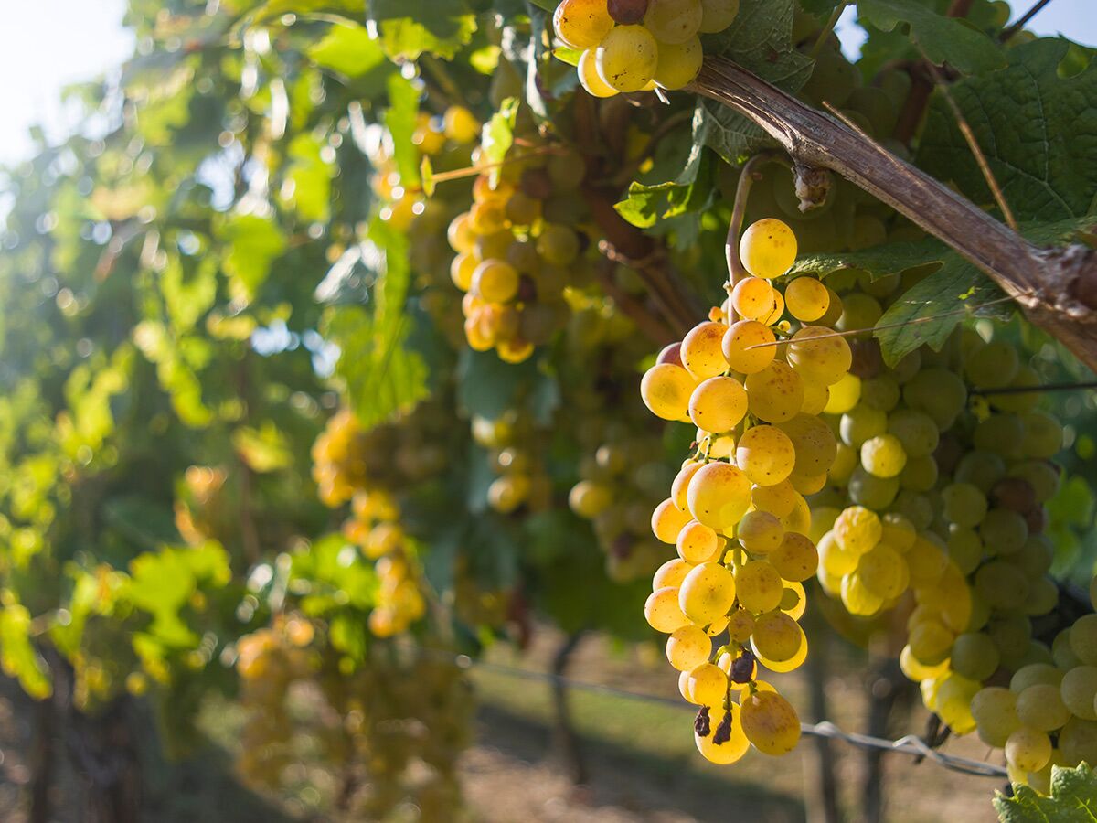 Nahaufnahme von reifen, sonnenbeschienenen weißen Trauben, die an einem Weinstock in einem Weinberg hängen, kurz vor der Ernte.