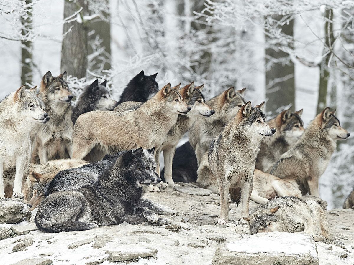 Ein Rudel Wölfe im Winterwald, mit stehenden und liegenden Tieren unterschiedlicher Fellfarben auf schneebedecktem Fels.