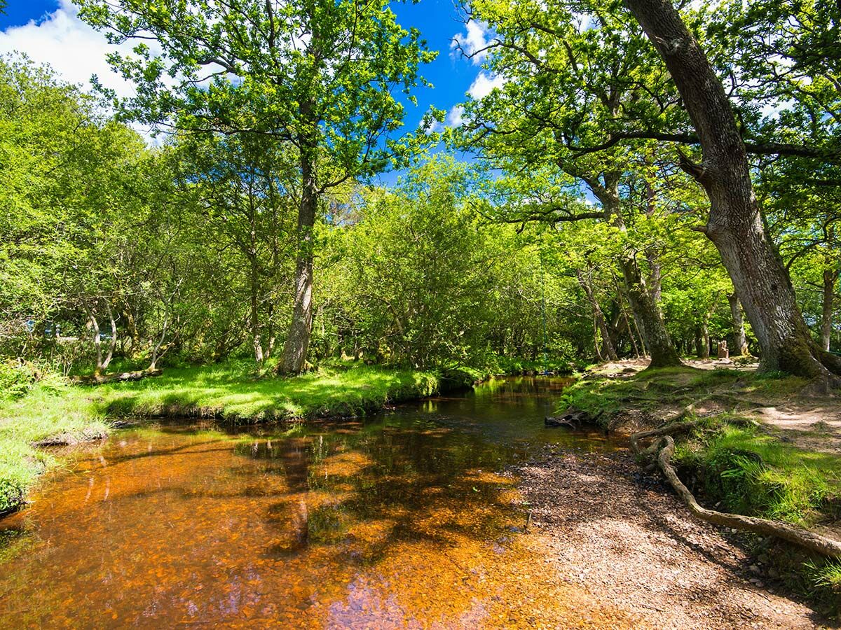 Idyllischer Waldfluss mit grünem Laubwald unter blauem Himmel. Sonnenlicht fällt auf orangebraunes Wasser und Baumwurzeln am Ufer.