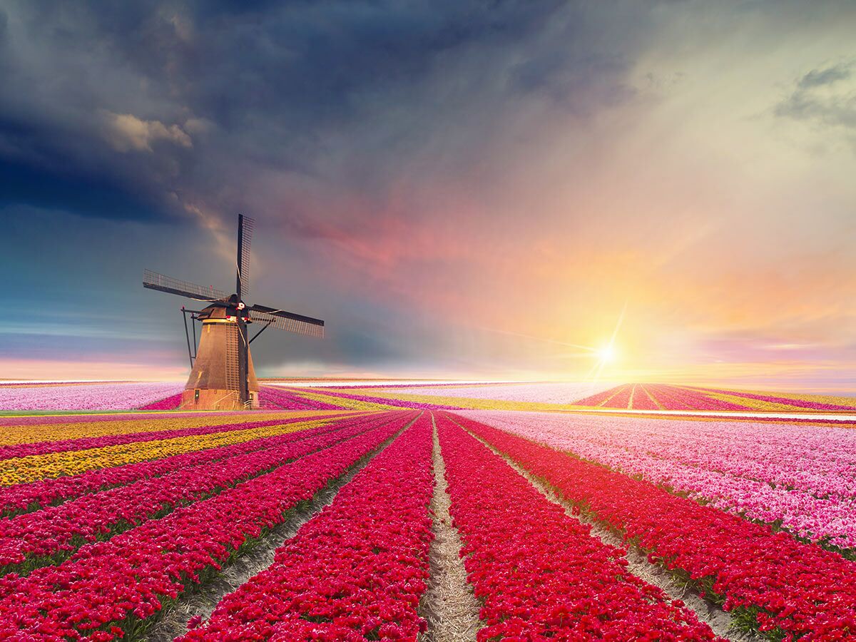 Malerische holländische Landschaft mit traditioneller Windmühle inmitten leuchtend roter, gelber und pinker Tulpenfelder bei Sonnenuntergang.