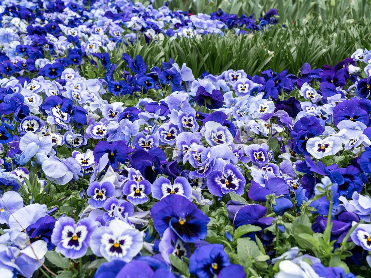 Ein Feld voller lila und blauer Stiefmütterchen mit weißen und gelben Zentren, umgeben von grünen Blättern.