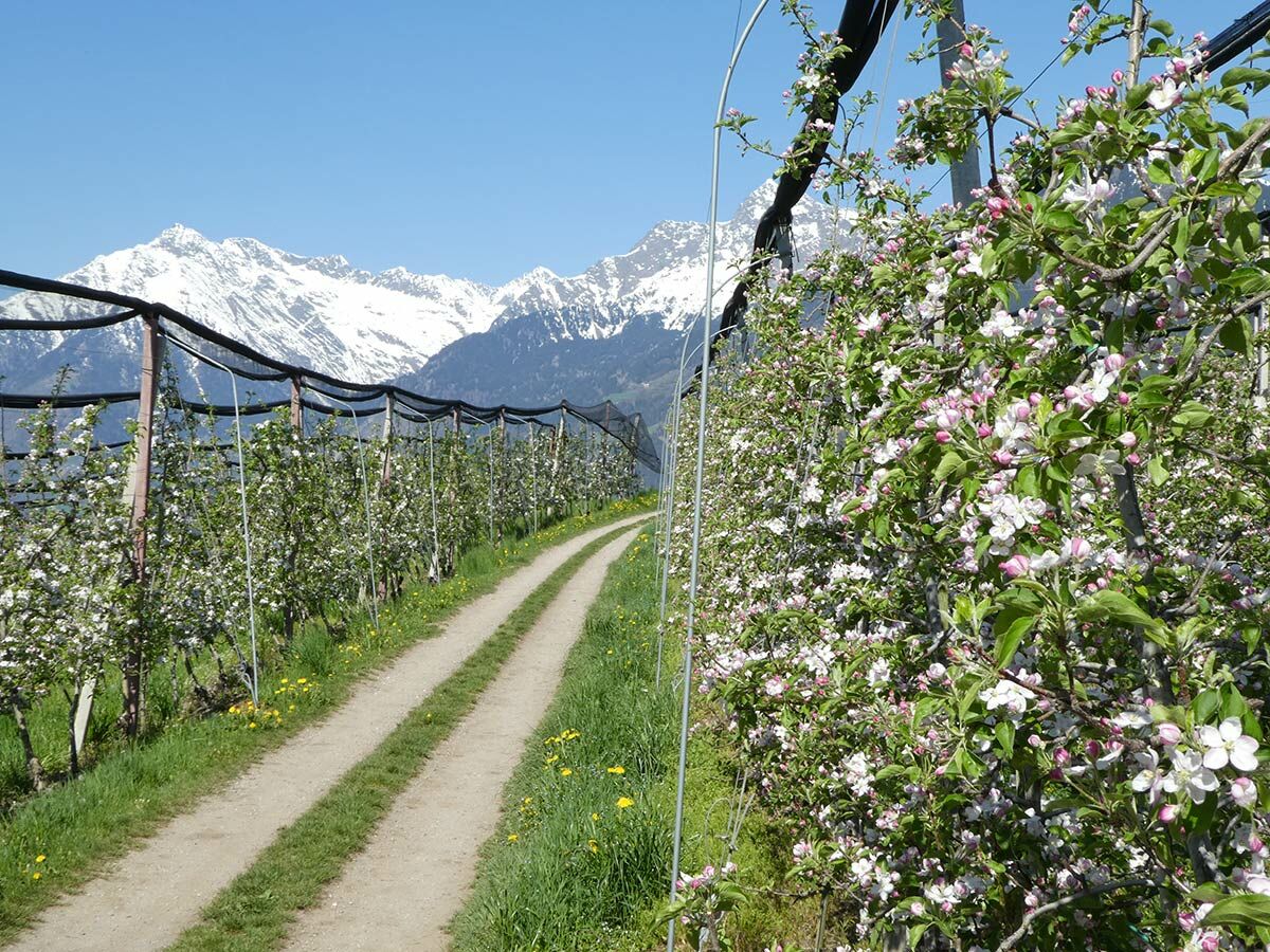 Blühende Apfelplantage mit Feldweg und schneebedeckten Alpen im Hintergrund unter blauem Frühlingshimmel.