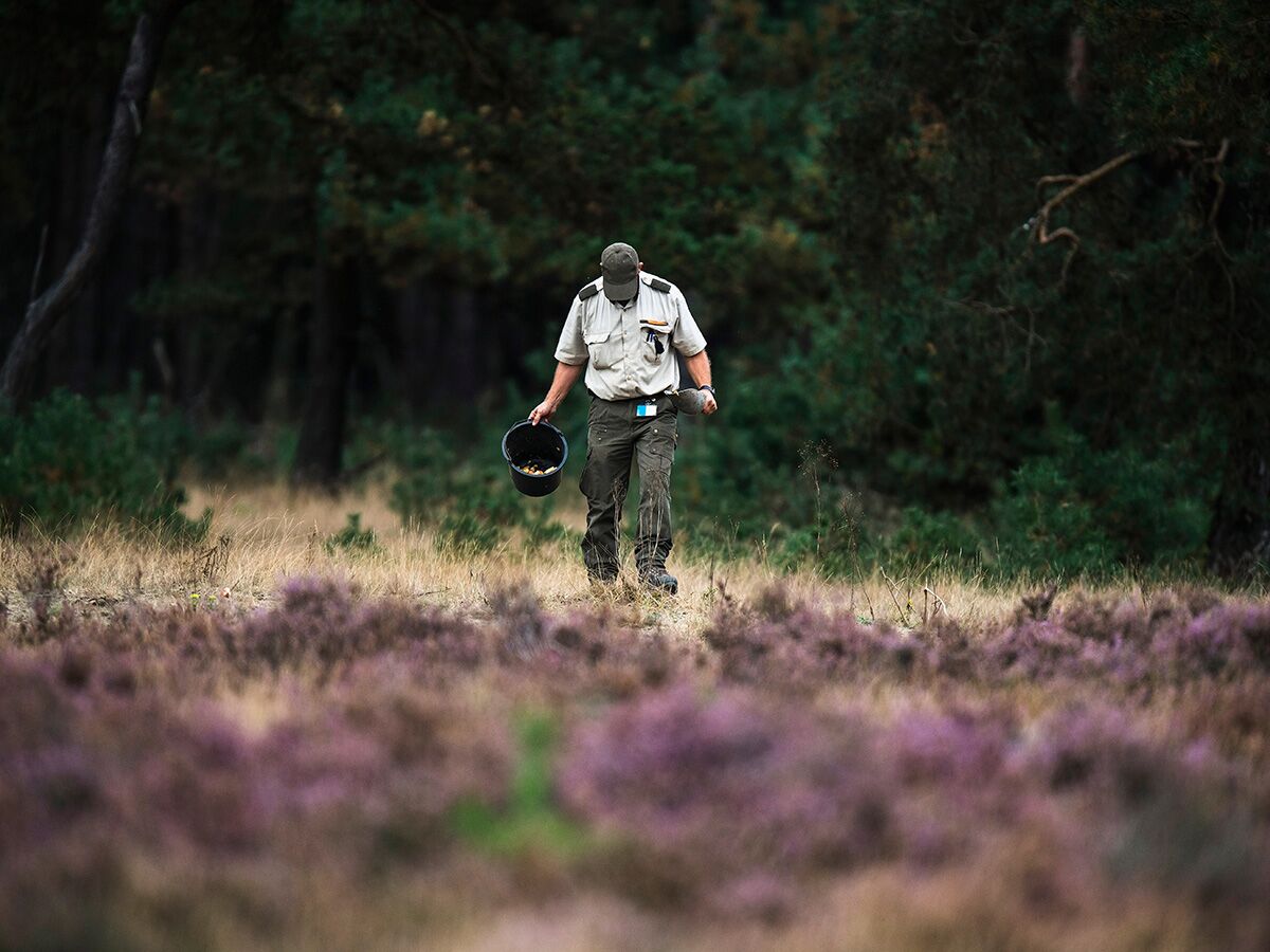Ein Ranger in Uniform läuft durch einen lila blühenden Heide-Wald und sammelt Pilze in einem schwarzen Eimer.