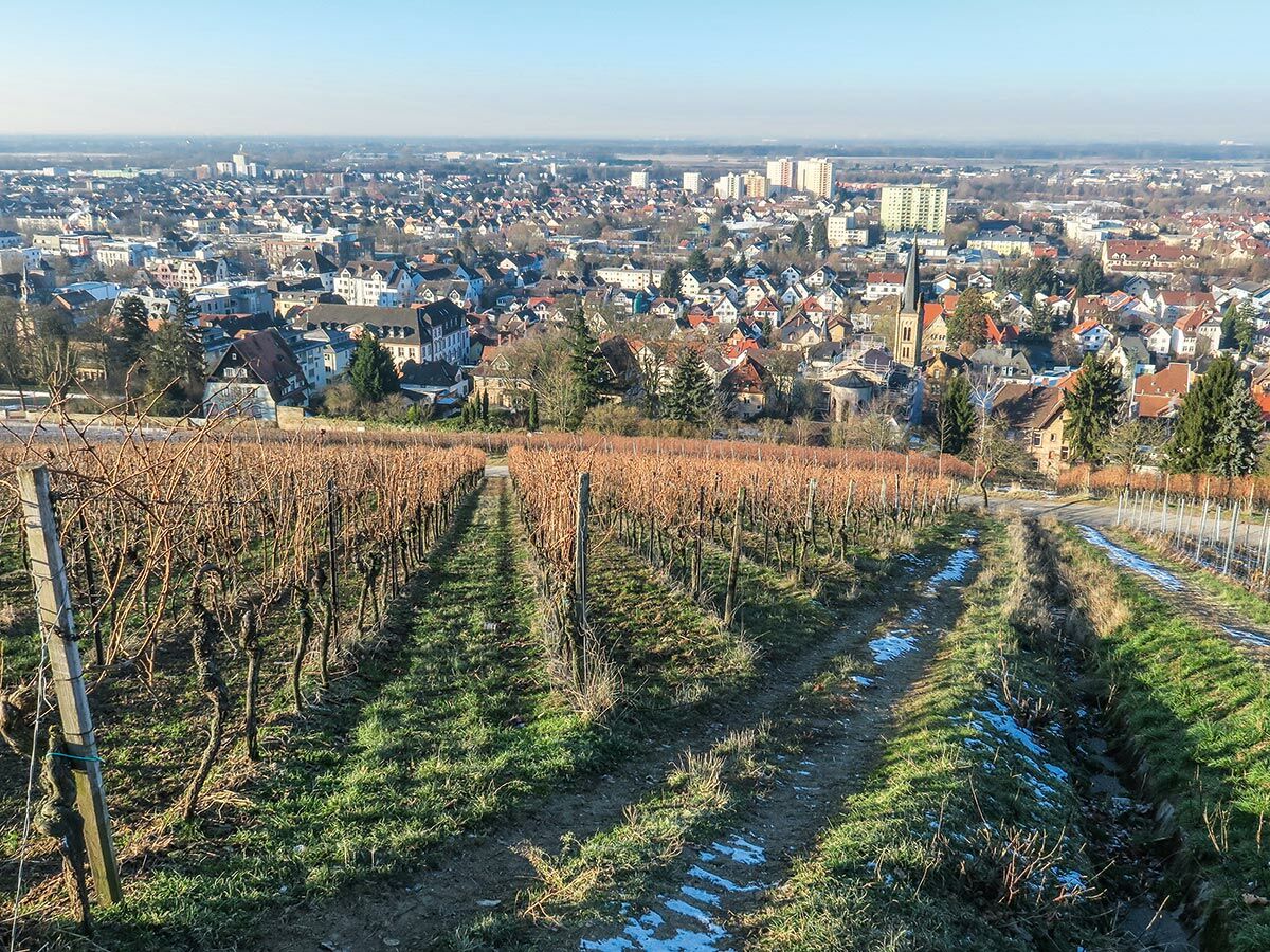 Blick über einen winterlichen Weinberg mit kahlen Reben auf eine Stadt mit Häusern und Kirchturm unter blauem Himmel.