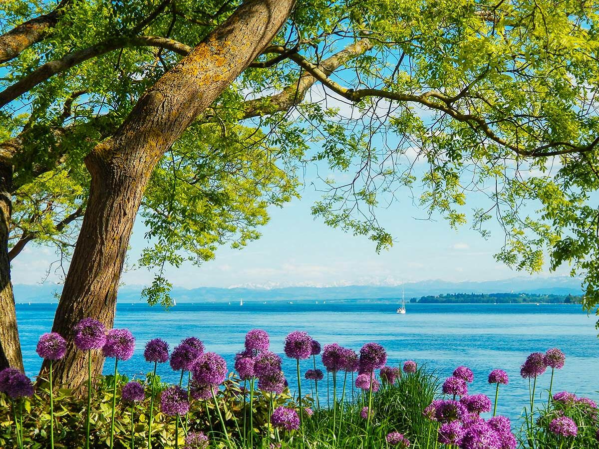 Idyllisches Seeufer mit lila Zierlauchblumen, grünem Baum, blauem Wasser, Segelbooten und schneebedeckten Alpen.