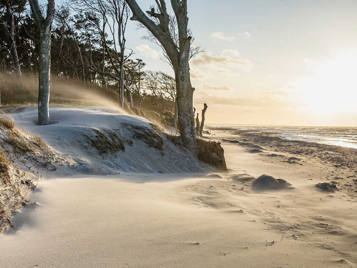 Starker Wind bläst Sand über einen wilden Strand mit Bäumen und Blick auf das Meer bei goldenem Sonnenuntergang.