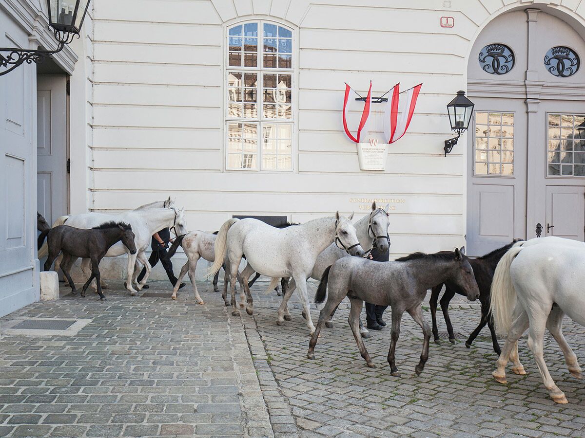 Weiße Lipizzaner Pferde und dunkle Fohlen werden auf Kopfsteinpflaster vor einem historischen Gebäude in Wien geführt.