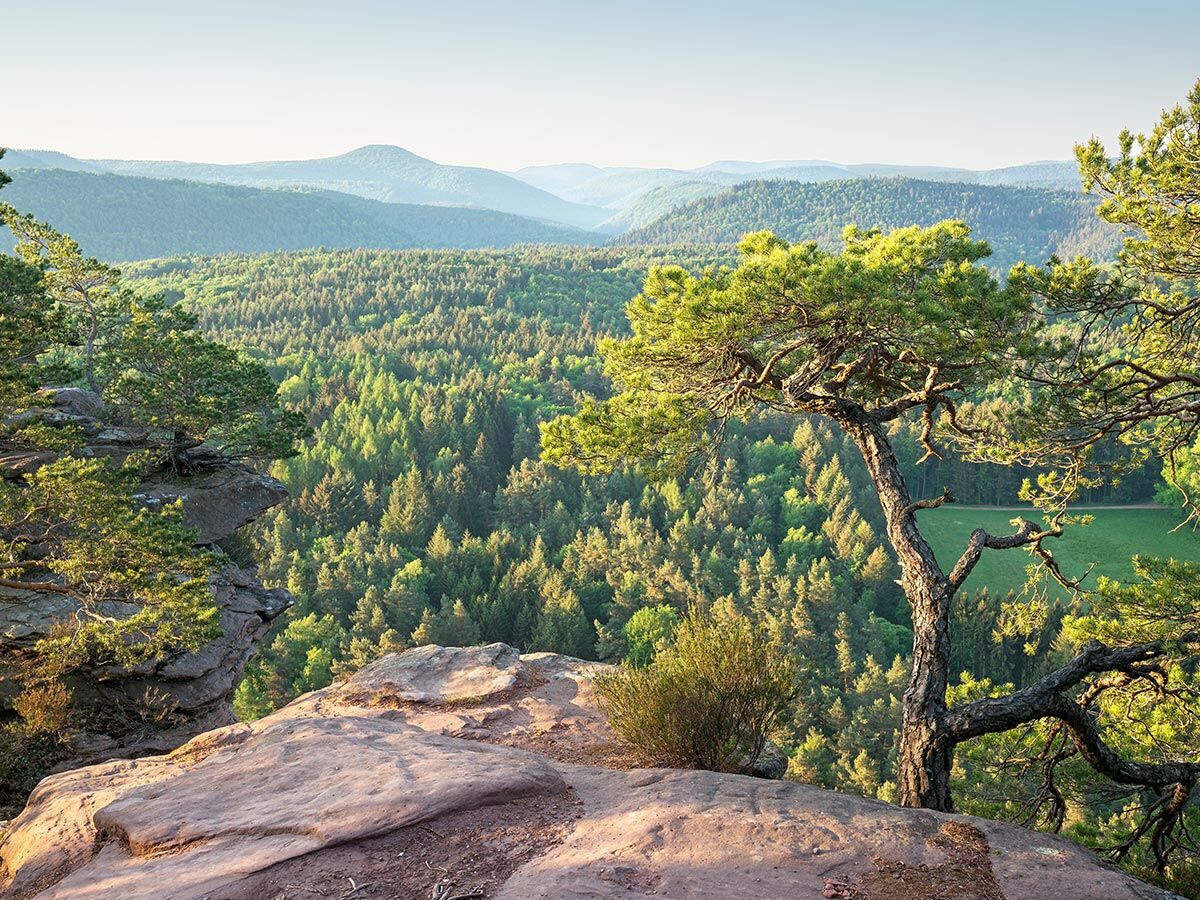 Panoramaansicht eines grünen Waldes mit Bergen im Hintergrund, aufgenommen von einem Felsvorsprung mit markanter Kiefer im Vordergrund.
