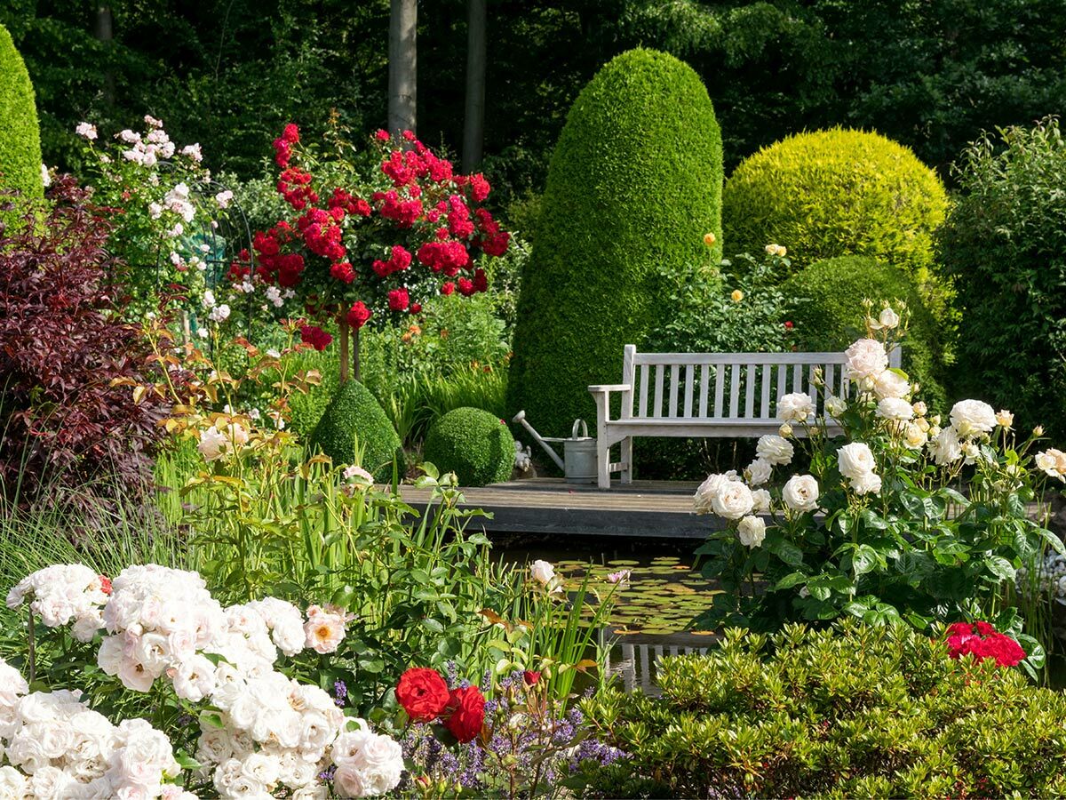 Ein gepflegter Garten mit blühenden weißen und roten Rosen, einer weißen Holzbank und einem Teich.