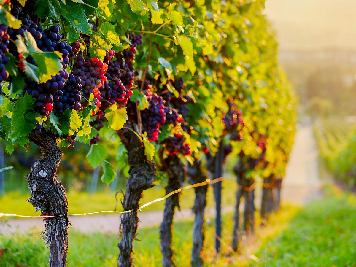 Nahaufnahme von reifen lila und roten Trauben an Rebstöcken in einem sonnenbeschienenen Weinberg.
