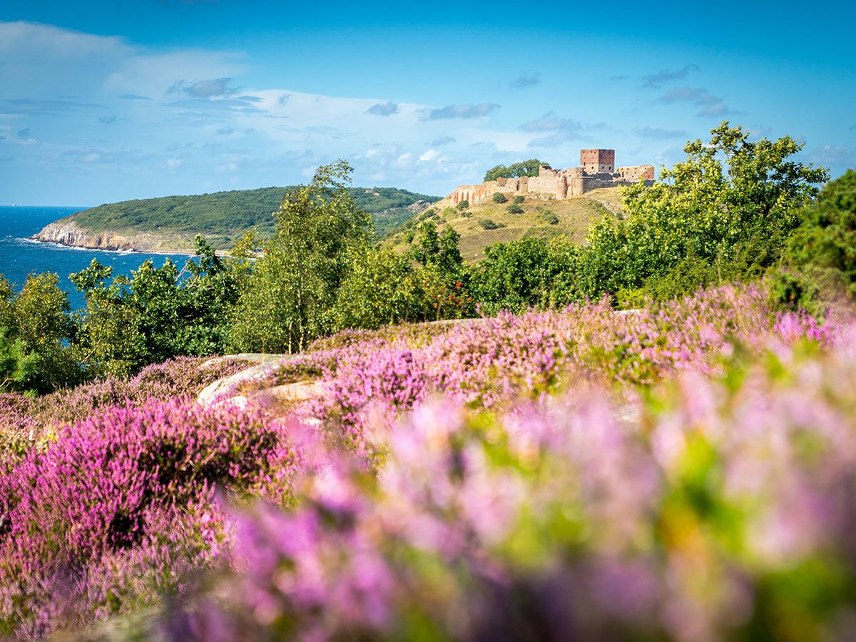 Lila Heideblüten im Vordergrund, dahinter eine grüne Hügellandschaft mit alter Schlossruine und blauer Küste.
