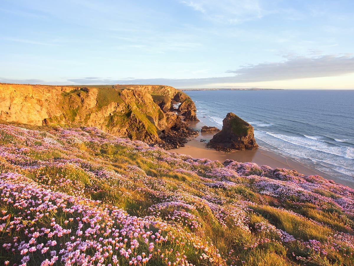 Idyllische Küstenlandschaft mit Teppichen aus rosa Blumen, goldenen Klippen, Sandstrand und blauem Meer im Abendlicht.