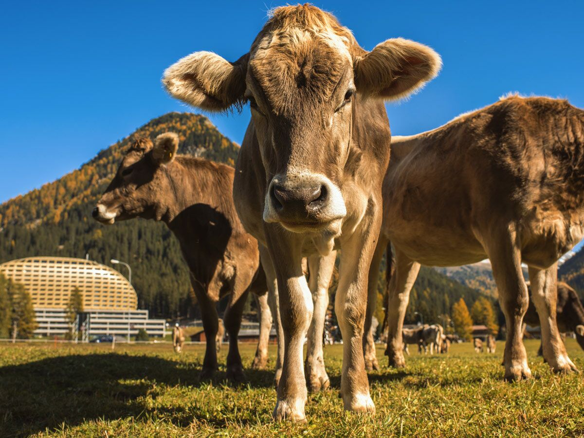 Nahaufnahme brauner Kühe auf sonniger Alpenwiese in Davos, Berge mit Herbstbäumen und Vaillant Arena im Hintergrund.
