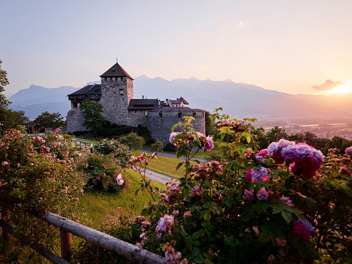 Historisches Vaduz Schloss bei Sonnenuntergang über dem Rheintal, umgeben von blühenden Rosenbüschen und Alpen.