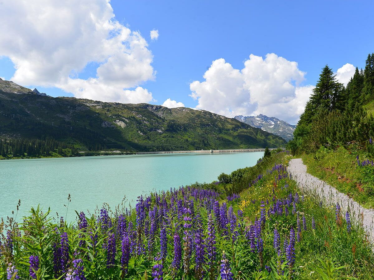 Türkisblauer Bergsee mit lila Lupinen, grünem Wanderweg und majestätischen Alpen im Sommer unter blauem Himmel mit Wolken.