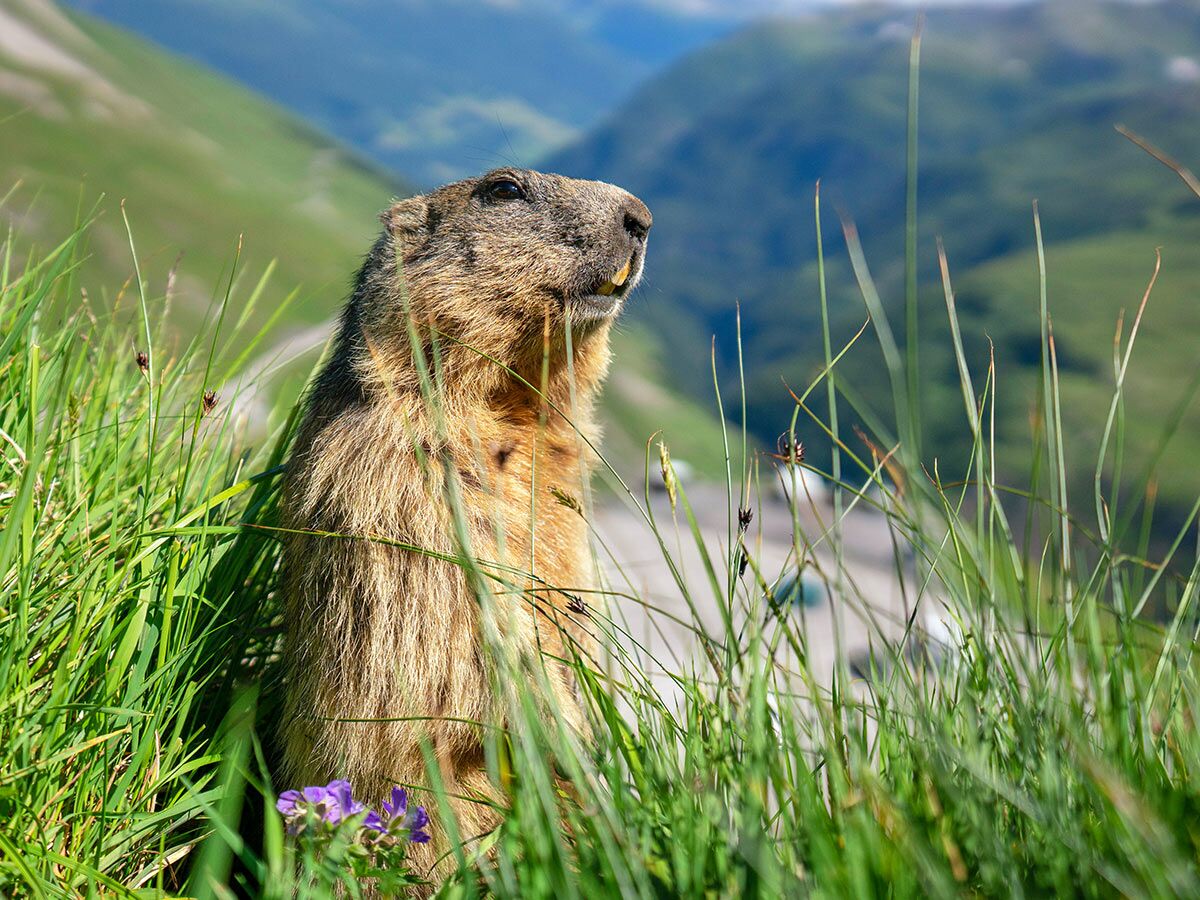 Ein aufrecht stehendes Murmeltier im hohen grünen Gras einer alpinen Berglandschaft blickt aufmerksam nach oben.