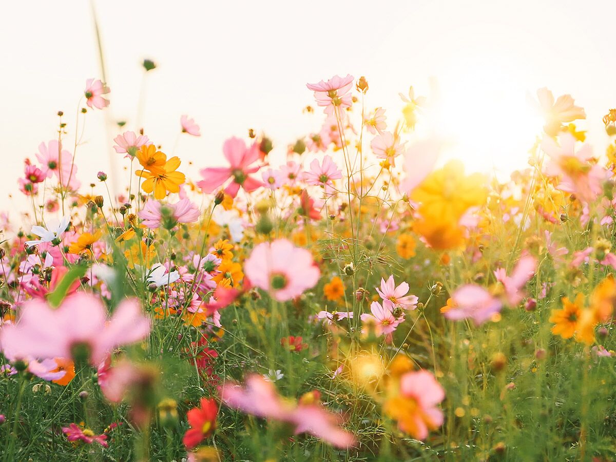 Ein farbenfrohes Feld aus Kosmosblumen in Rosa, Gelb und Orange, gebadet in goldenem Sonnenlicht mit hellem Lichtschein.