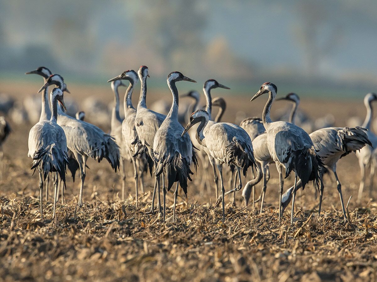 Eine große Gruppe Kraniche steht in einem sonnenbeschienenen Feld mit trockenem Gras und sucht nach Nahrung.