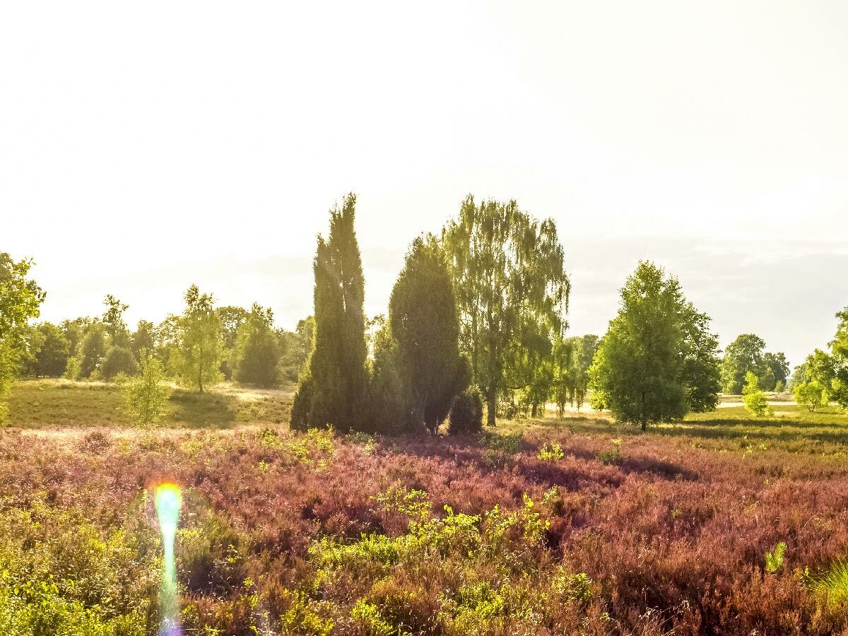 Blühende Heidelandschaft im Sonnenschein mit lila Heidekraut und grünen Bäumen unter hellem Himmel, inklusive Lens Flare.