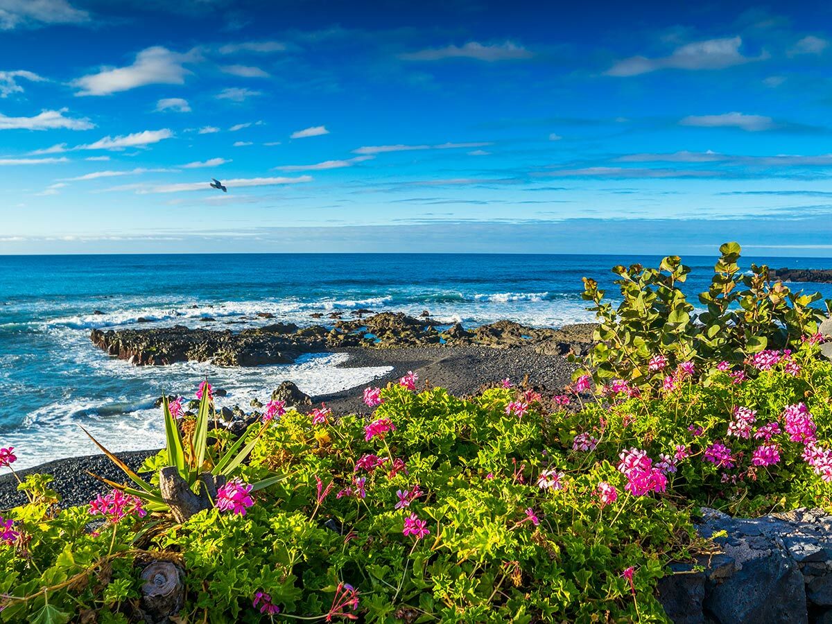 Lebhafte pinke Blumen am schwarzen Strand mit blauem Meer, Felsen und einem Vogel unter hellem Himmel.