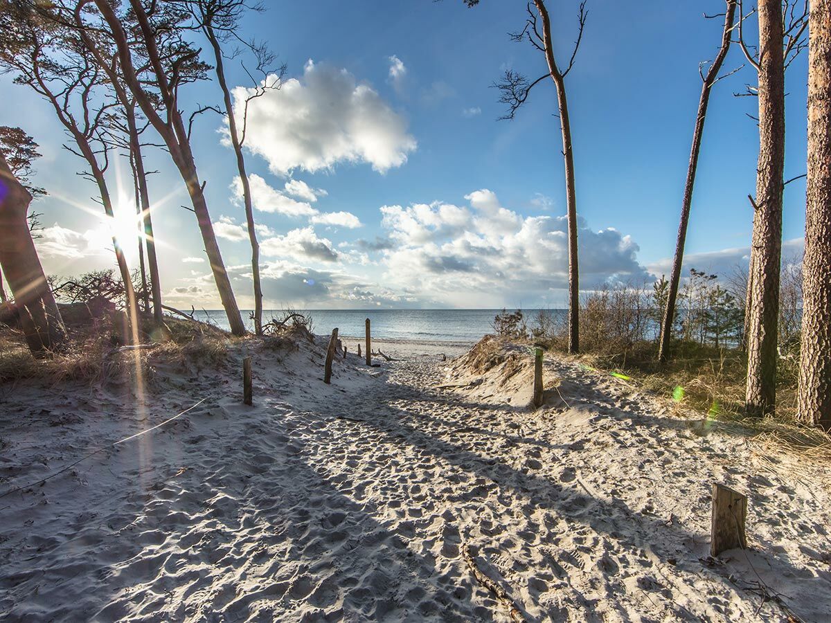 Idyllischer Sandweg führt zwischen Bäumen und Dünen zum weiten Meer unter blauem Himmel mit Sonnenstrahlen.