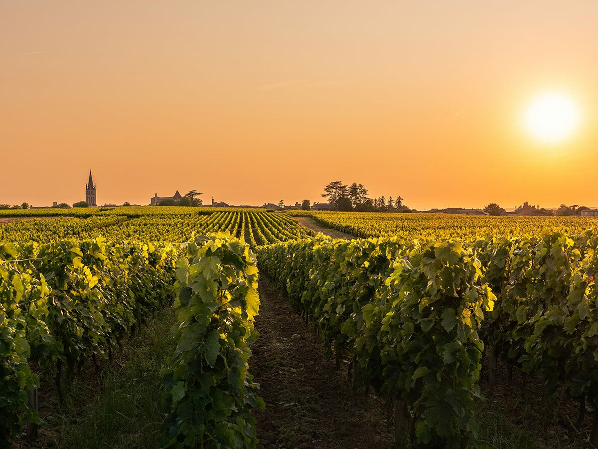 Idyllischer Weinberg in Bordeaux bei Sonnenuntergang mit grünen Rebenreihen und einem Kirchturm im Hintergrund.