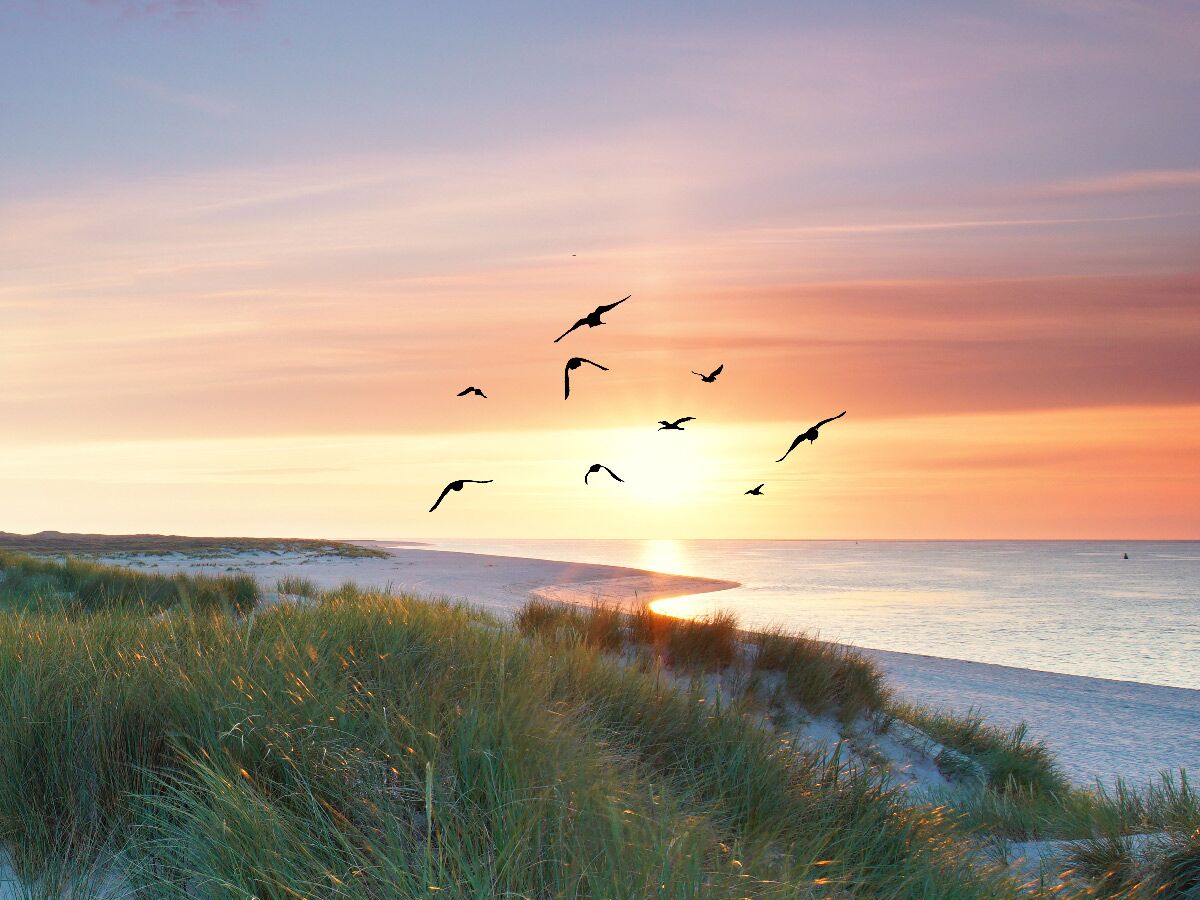 Atemberaubender Sonnenuntergang über einem ruhigen Strand mit fliegenden Vögeln und grünen Dünen am Meer.