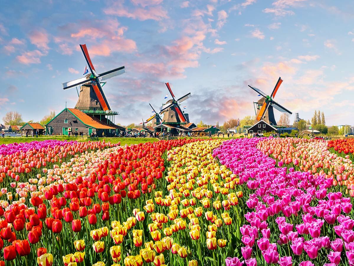 Farbenfrohe Tulpenfelder vor historischen Windmühlen unter blauem Himmel in der Zaanse Schans, Niederlande, mit vielen Besuchern.