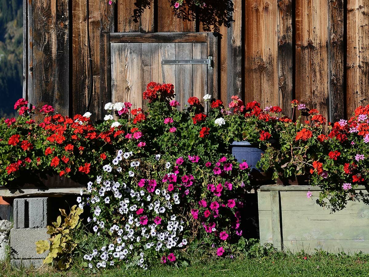 Rustikale Holzfassade einer Alpenhütte mit vielen bunten Blumenkästen voller roter Geranien und pinker Petunien im Sonnenschein.