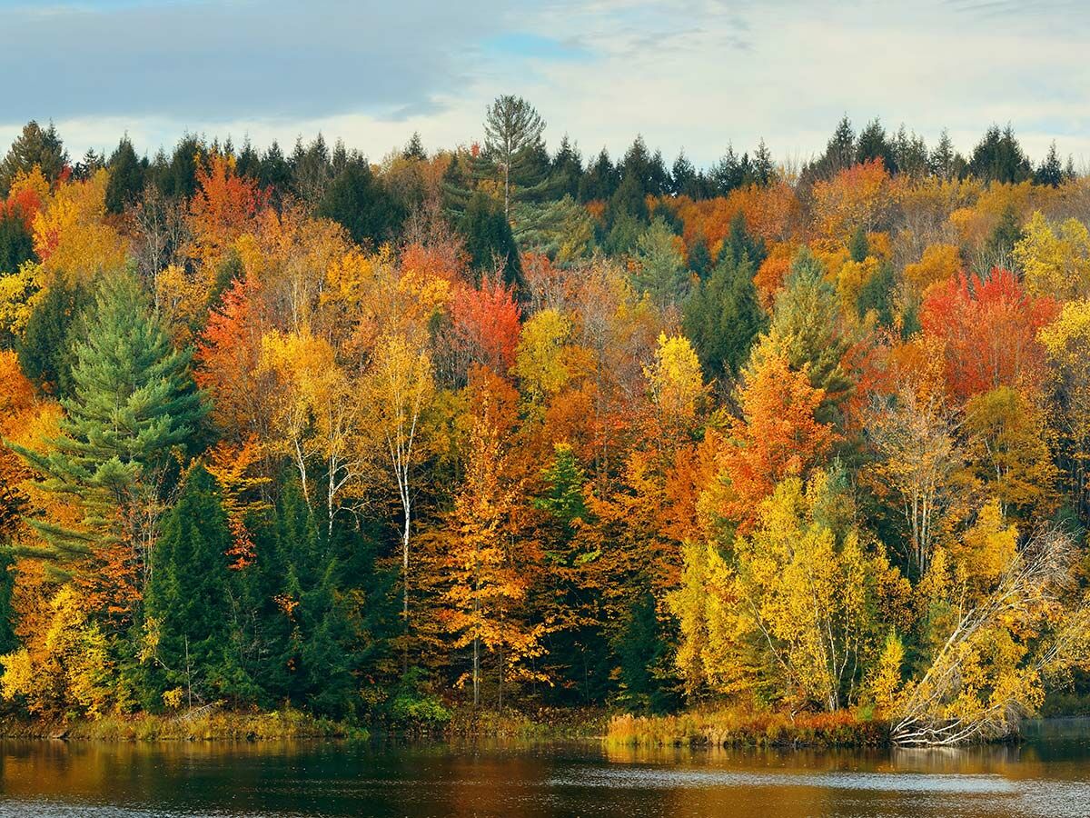 Farbenprächtiger Herbstwald mit Bäumen in Rot, Orange, Gelb und Grün säumt das ruhige Ufer eines Sees unter leicht bewölktem Himmel.