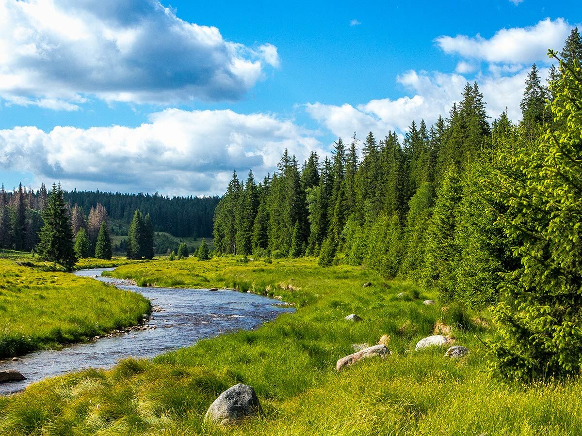 Mäandernder Fluss durch grüne Wiese und dichten Nadelwald unter blauem Himmel mit weißen Wolken, friedliche Natur.