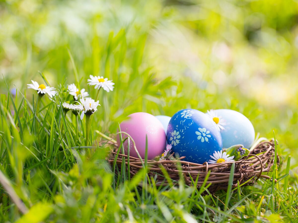 Bunte Ostereier in einem Nest aus Zweigen mit Gänseblümchen im grünen Gras, Symbol für Ostern und Frühling.