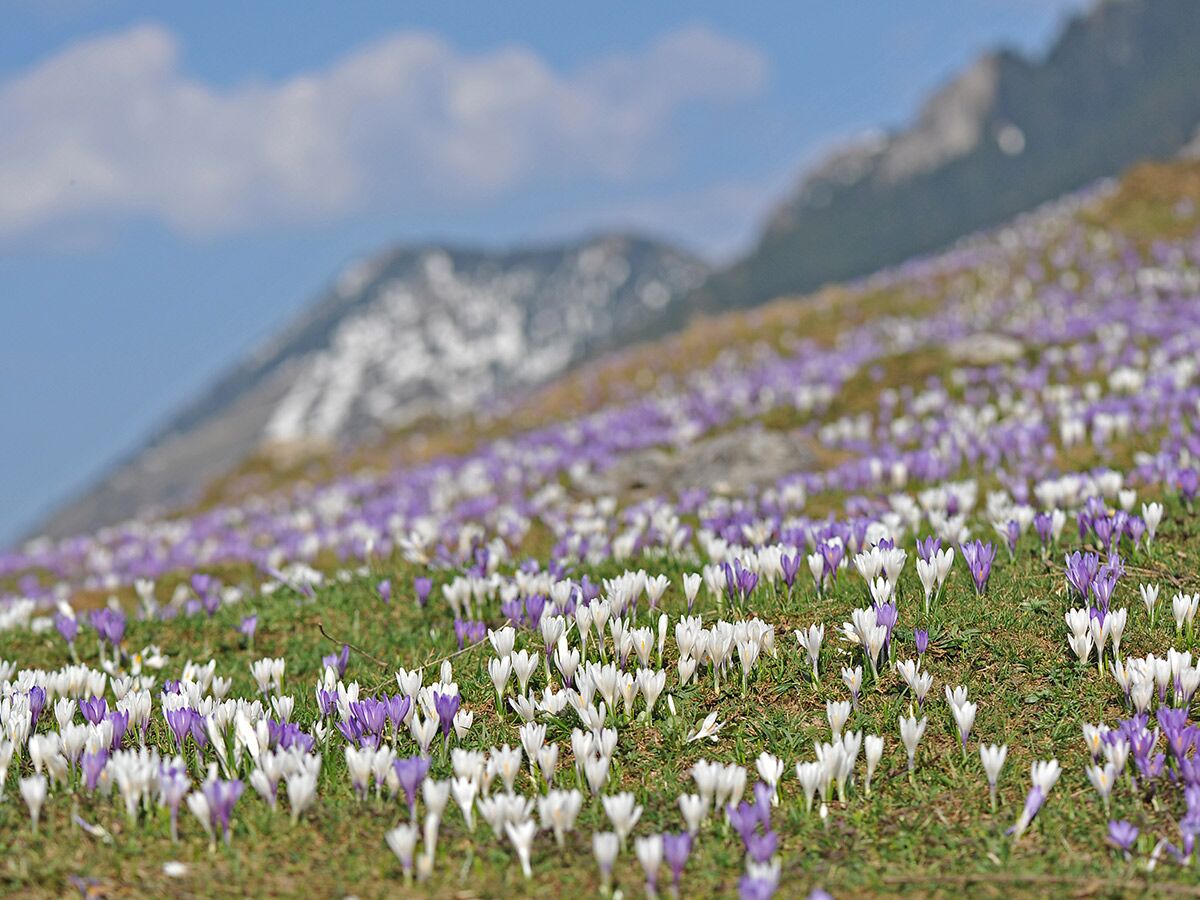 Eine weite Bergwiese voller blühender lila und weißer Krokusse im Frühling, mit schneebedeckten Gipfeln und blauem Himmel.