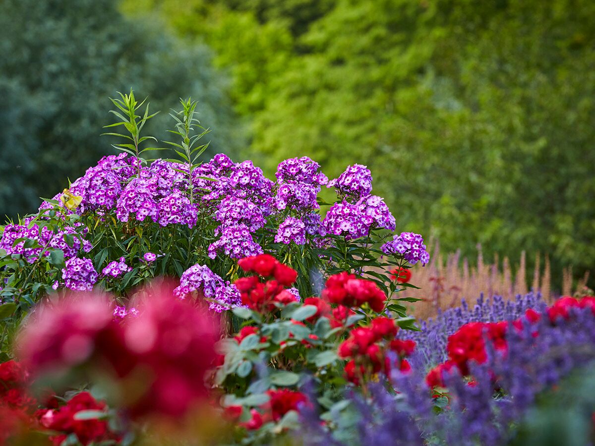 Lebendiger Garten mit lila Phlox, roten Rosen und weiteren Blumen vor grünem Hintergrund; gelber Schmetterling auf Phlox.