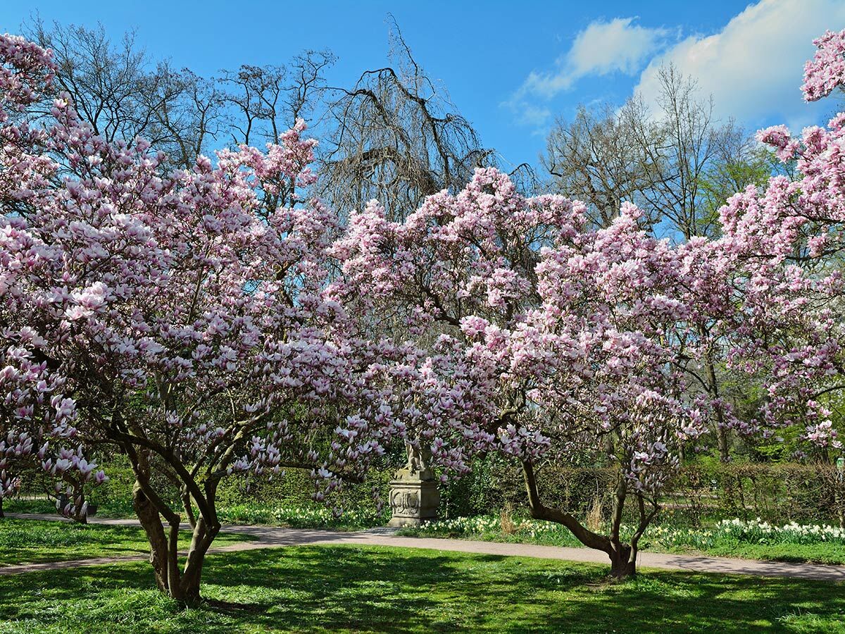 Zwei prächtige rosa Magnolienbäume in voller Blüte auf einer grünen Wiese neben einem Parkweg unter blauem Himmel.