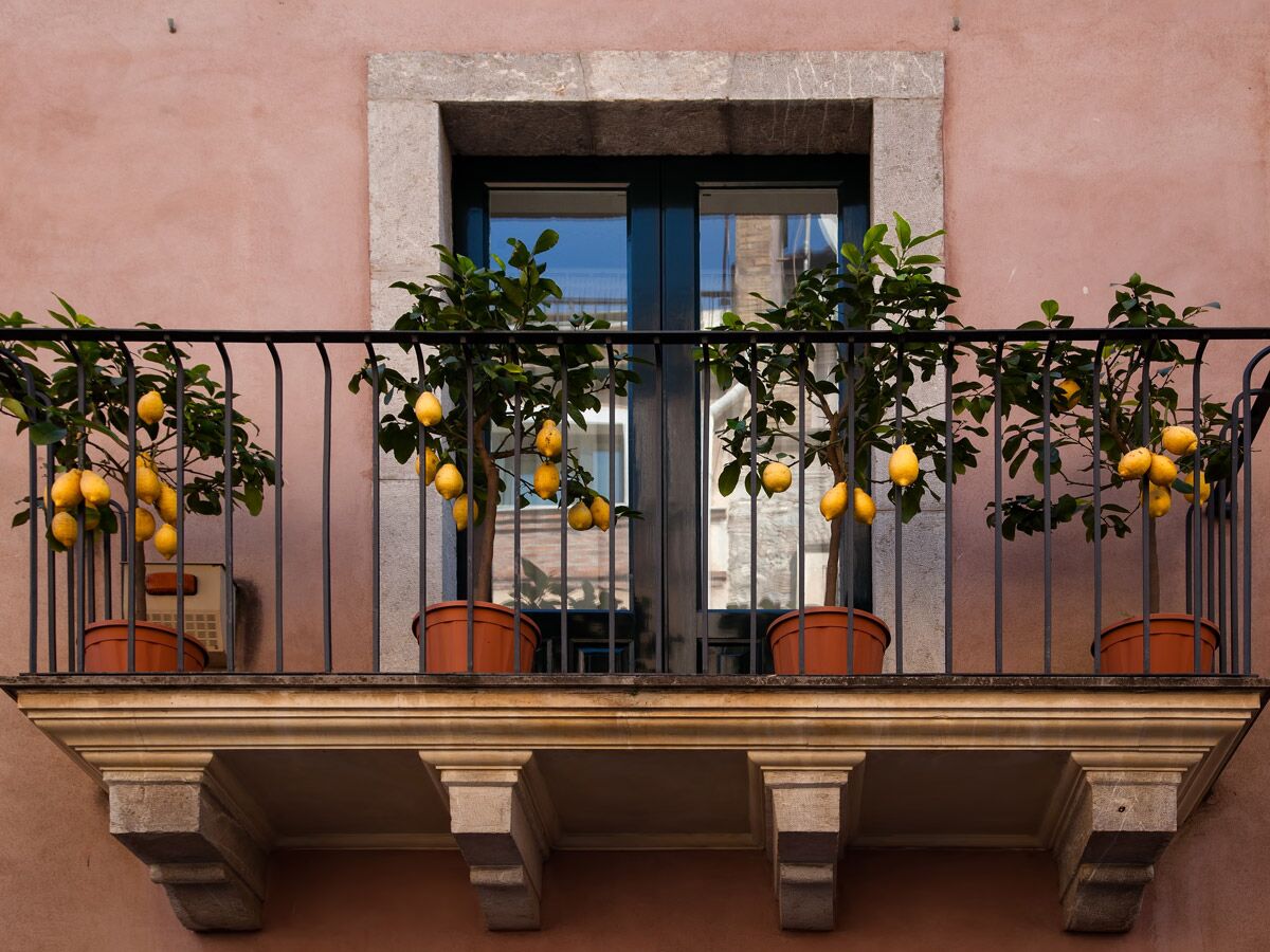 Zitronenbäume in Töpfen stehen auf einem Balkon mit schmiedeeisernem Geländer vor einer rosa Wand und einem Fenster.