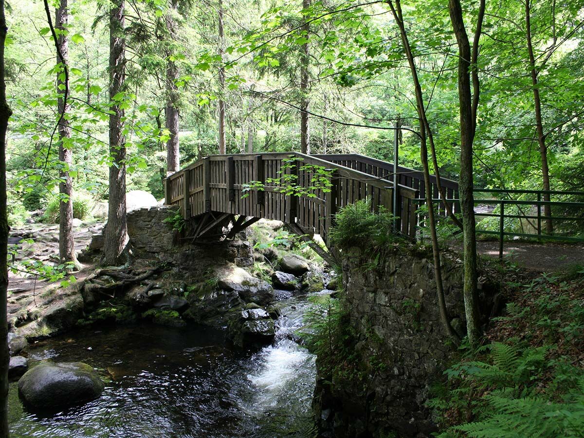 Hölzerne Brücke über felsigen Bach in dichtem, grünem Wald mit hohen Bäumen und üppigem Laub, sonnenbeschienen.