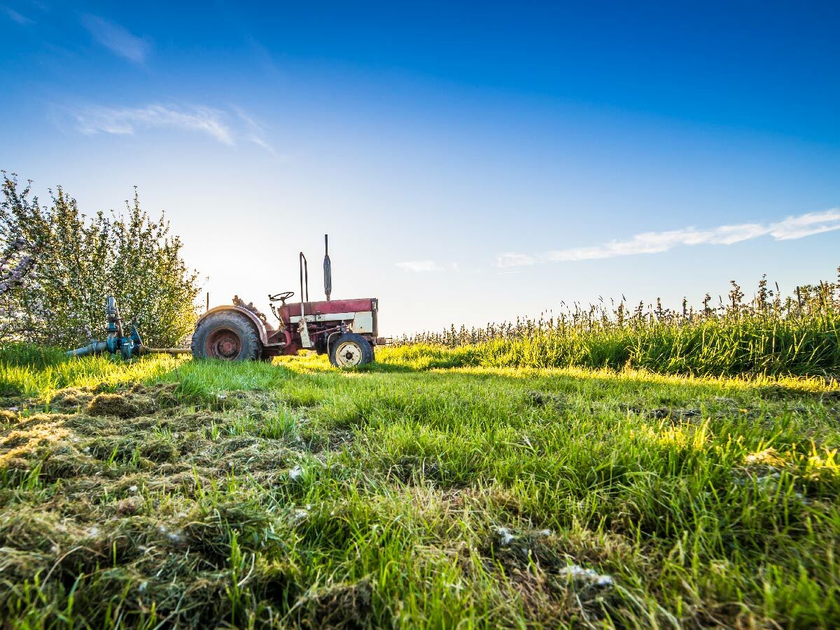 Ein roter und weißer Oldtimer-Traktor steht auf einem sonnigen grünen Feld neben einem Baum mit Bewässerung.