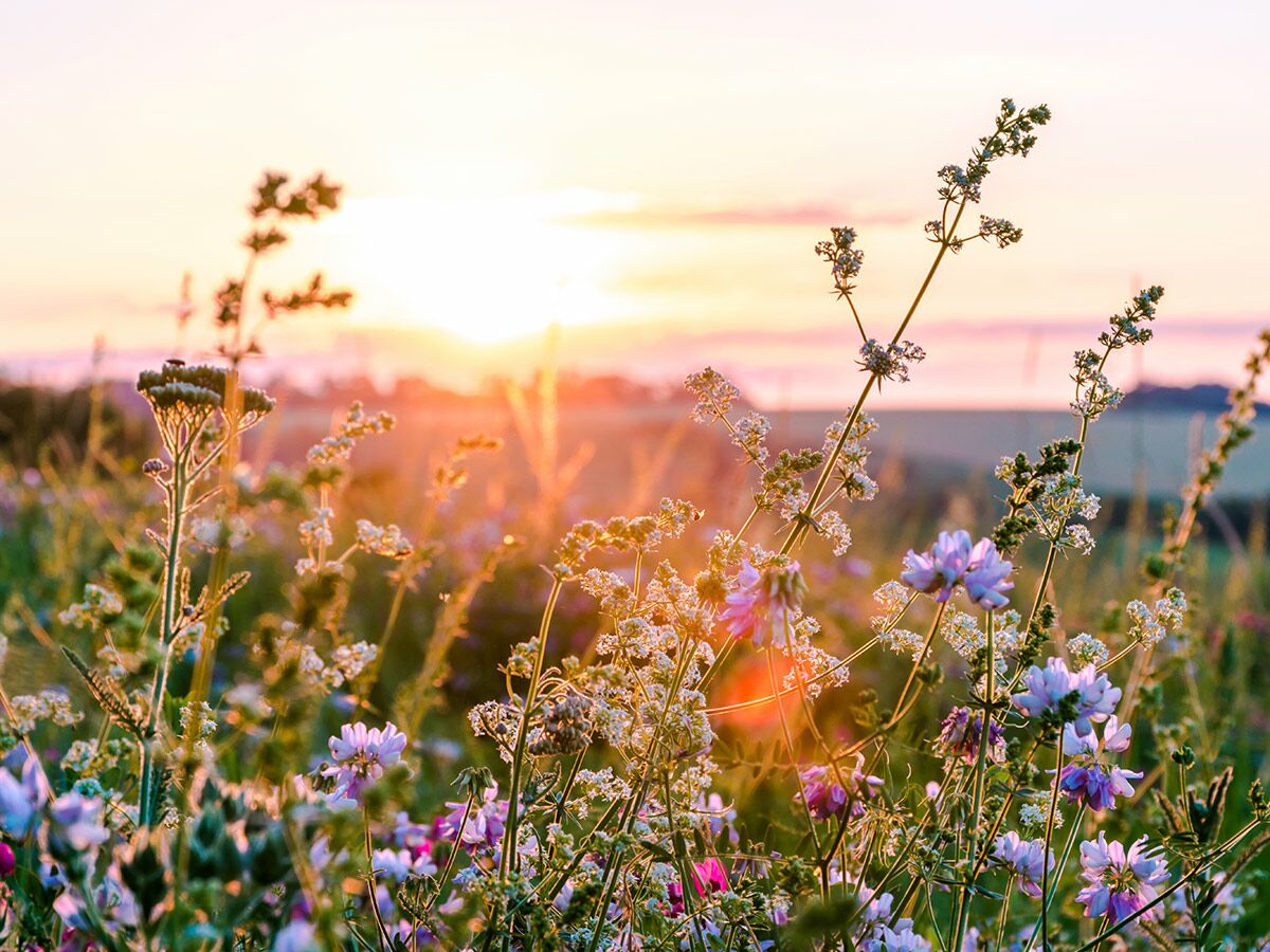 Nahaufnahme eines Wildblumenfeldes im warmen Licht des Sonnenuntergangs mit lila und weißen Blüten.