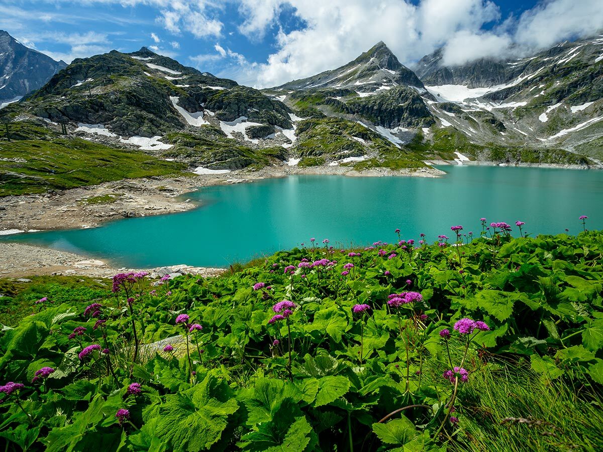 Türkisfarbener Bergsee in den Alpen umgeben von schneebedeckten Gipfeln und lila blühenden Pflanzen im Vordergrund.