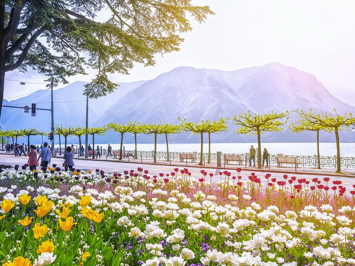 Malerische Seepromenade mit leuchtenden Tulpen in Gelb, Weiß, Rot, Spaziergängern, Bäumen, See und Bergen im Sonnenlicht.