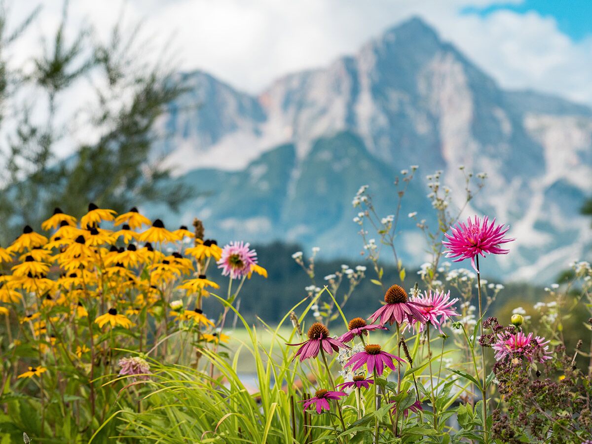 Vibrante Blumenwiese mit gelben Rudbeckien und pinken Dahlien im Vordergrund, majestätische, unscharfe Alpenberge im Hintergrund.