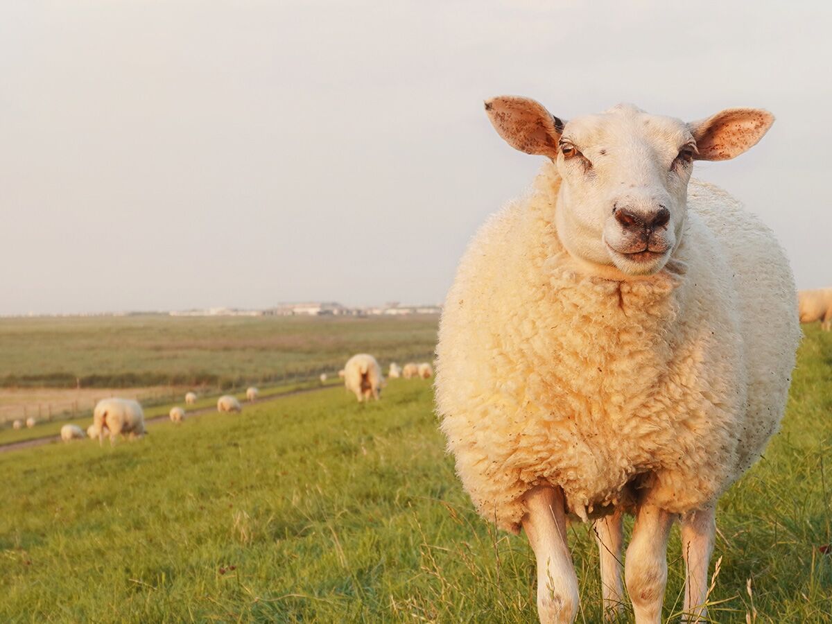 Ein flauschiges weißes Schaf steht in einer grünen Weide und blickt neugierig direkt in die Kamera, andere Schafe grasen im Hintergrund.