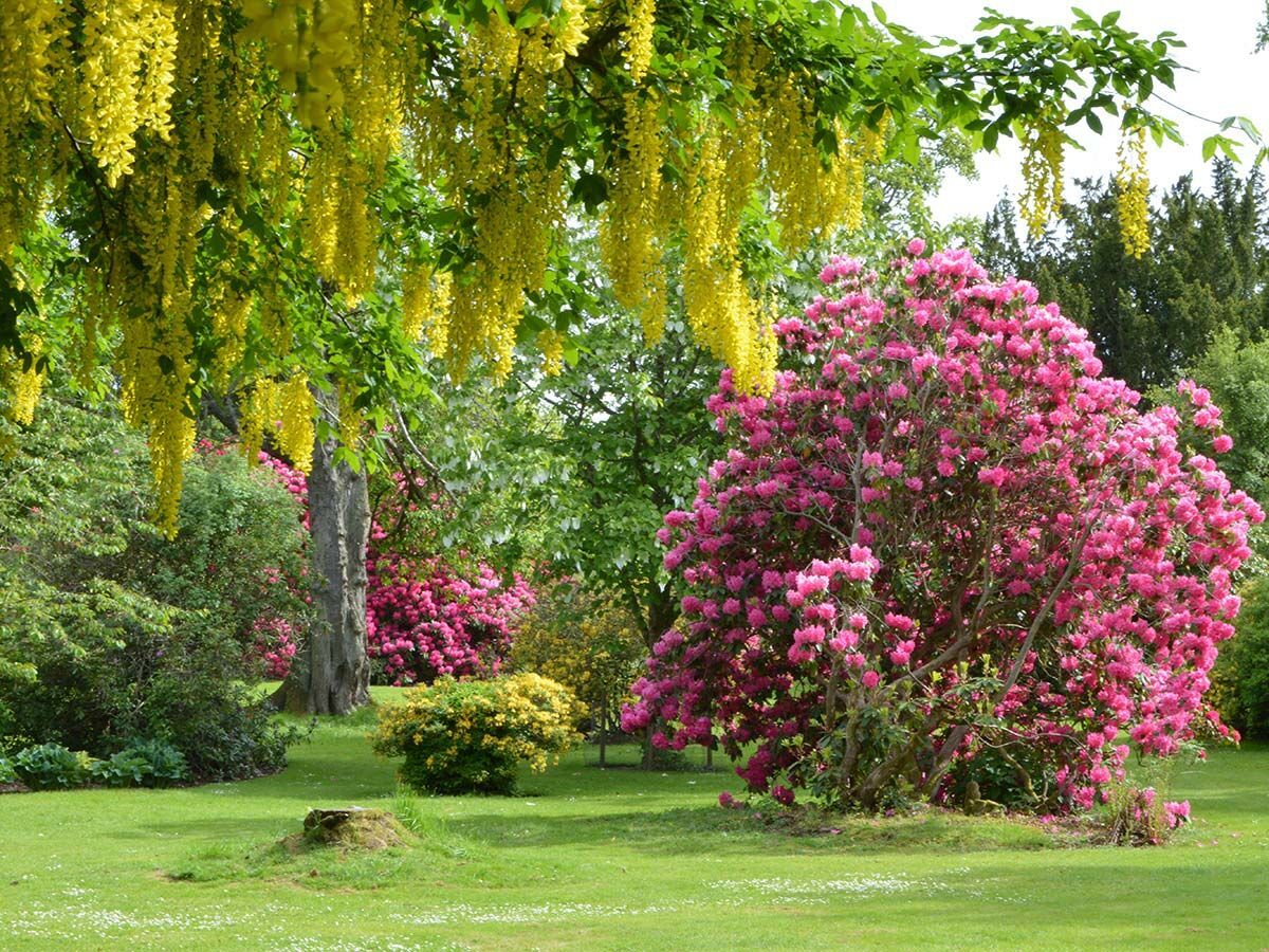 Ein farbenfroher Frühlingsgarten mit einem blühenden gelben Laburnum-Baum und einem großen pinken Rhododendronbusch auf grünem Rasen.