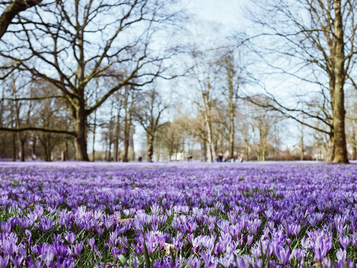 Ein weites Feld aus leuchtend lila Krokussen blüht im Frühling, mit hohen kahlen Bäumen im unscharfen Hintergrund.