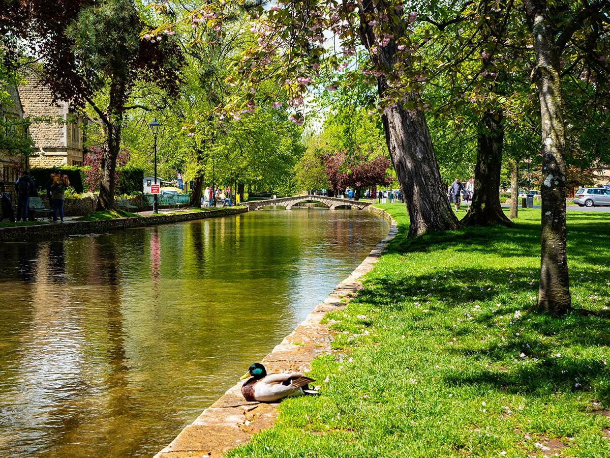 Eine Ente ruht am Ufer eines malerischen Flusses mit einer Steinbrücke, grünen Bäumen und Gebäuden an einem sonnigen Frühlingstag.